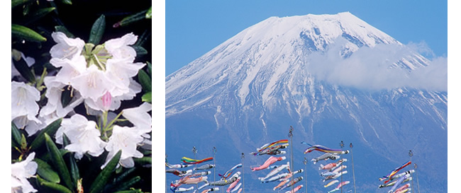 糖尿病ニュース