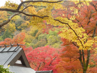 おおはしクリニック11月の糖尿病ニュース