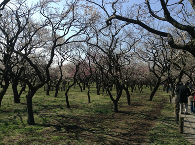 おおはしクリニック