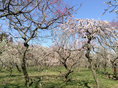 おおはしクリニック