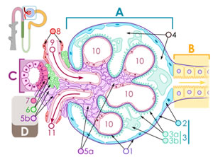 おおはしクリニック