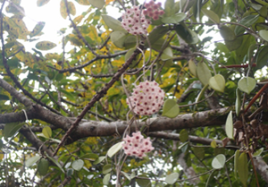 おおはしクリニック