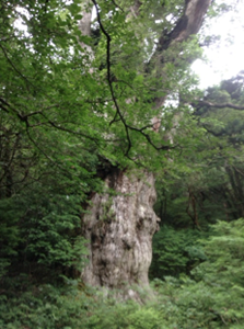 おおはしクリニック