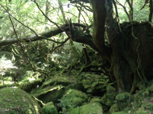 おおはしクリニック