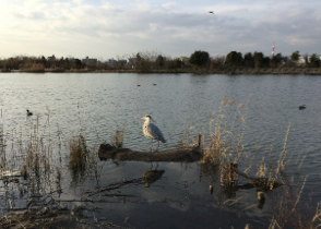 おおはしクリニック