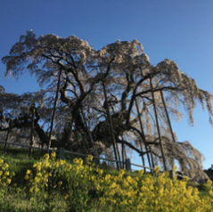 おおはしクリニック