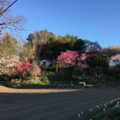 おおはしクリニック