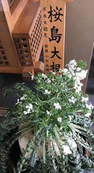 おおはしクリニック