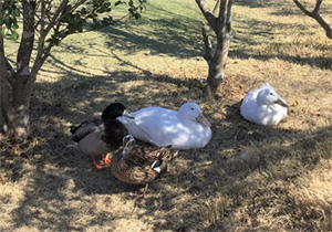 おおはしクリニック