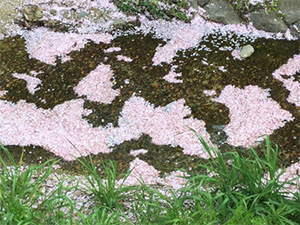 おおはしクリニック