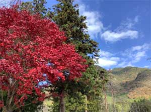 おおはしクリニック