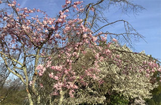 おおはしクリニック