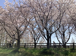 おおはしクリニック