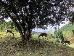 おおはしクリニック