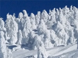 おおはしクリニック