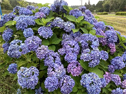 おおはしクリニック