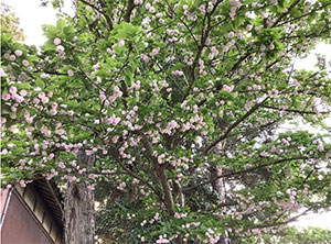 おおはしクリニック