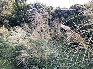 おおはしクリニック