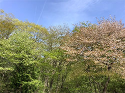 おおはしクリニック