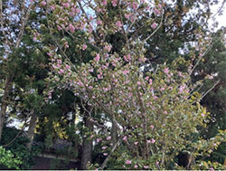 おおはしクリニック