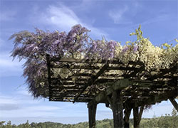 おおはしクリニック