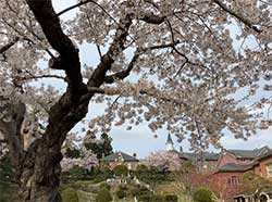 おおはしクリニック