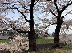 おおはしクリニック